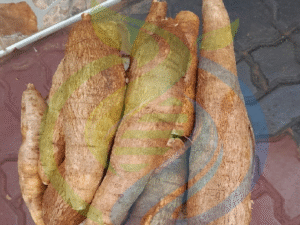 Cassava Roots fresh