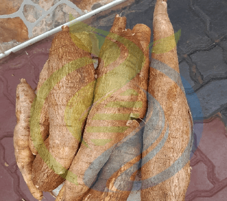Cassava Roots fresh