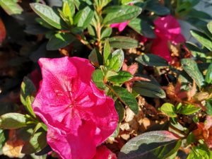 Azalea – Cerise pink