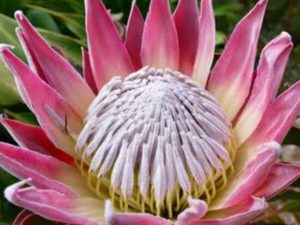 King Protea Plants