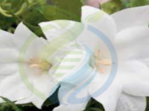 Balloon White Flower – White