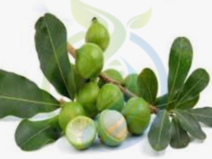 Macadamia Nut tree