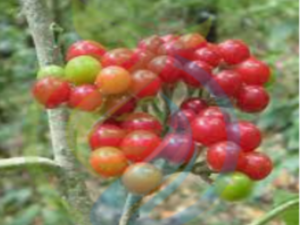 Solanum Giganteum (healingleaf tree / geneesblaarboom) seed