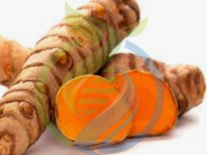Turmeric Fresh