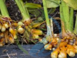 Rooted Turmeric Plants