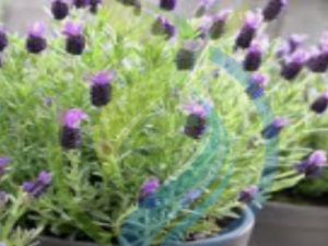 Anouk Lavender Plants
