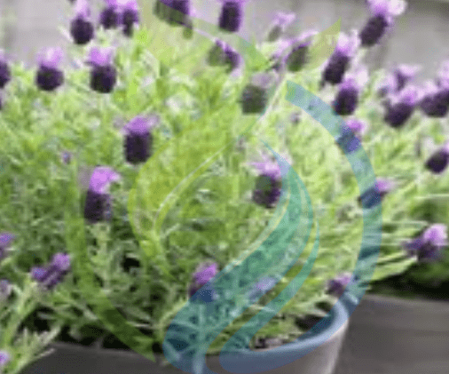 Anouk Lavender Plants