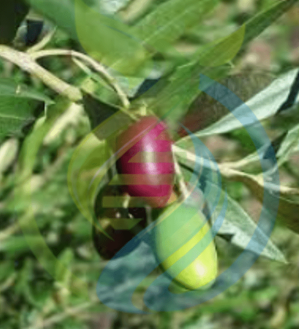 Leccino Olive Tree