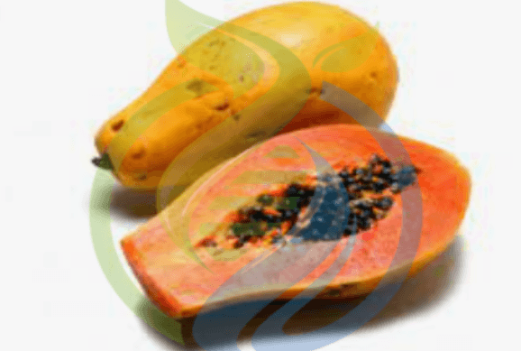 Papaya Tree
