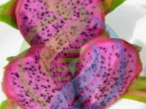 Physical Graffiti Dragon fruit plant