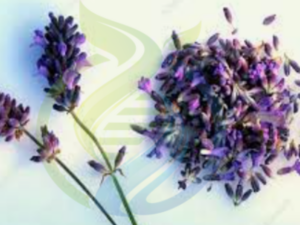 Lavandula Latifolia (Spika) plants