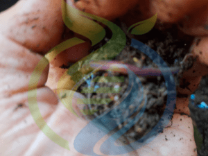 Live African Night Crawler Earthworms