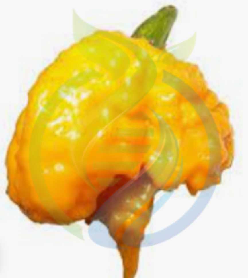 Carolina Reaper Chilli Yellow Seeds