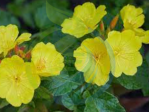 Evening Primrose plant