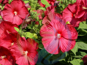 Hibiscus Dark Pink