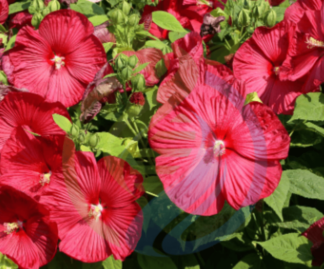Hibiscus Dark Pink