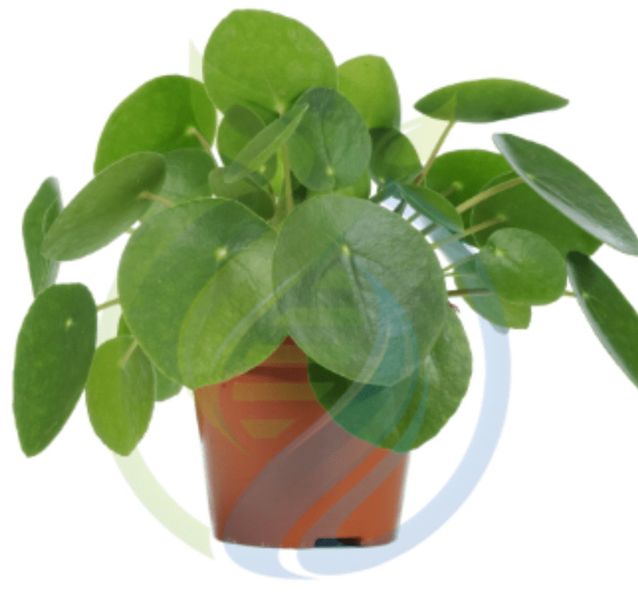 Money Plant