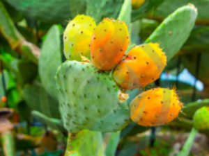 Orange Prickly Pear Leaves