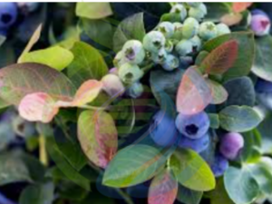 Peach Sorbet Blueberry Plants