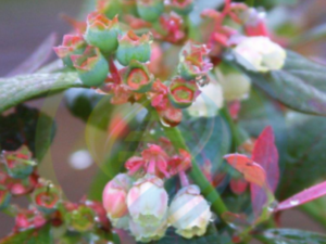 Pink Icing Blueberry Plants
