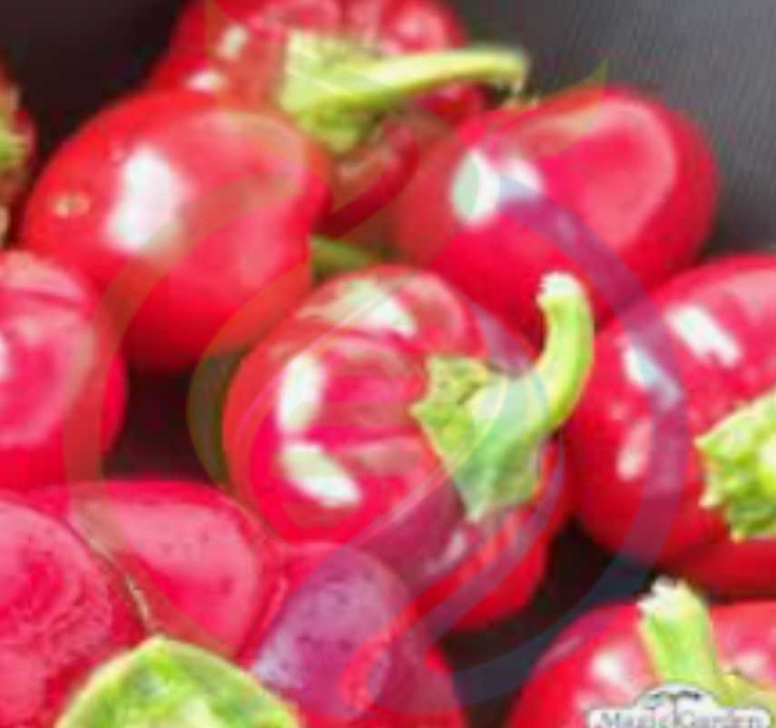 Red Cheese Pepper Seed