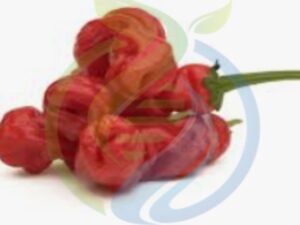 Red Peter Pepper Seed