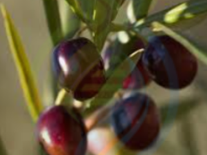 Koroneiki Olive Tree
