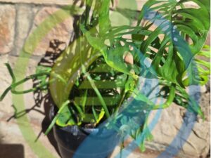 Swiss Cheese Houseplant