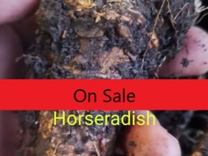 Horseradish Rhizomes