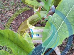 Horseradish Plant