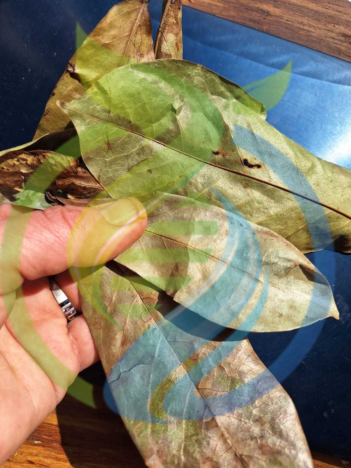 Soursop Leaves Dry - Image 2