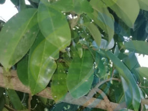 Soursop Leaves Fresh