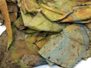 Soursop Leaves Dry
