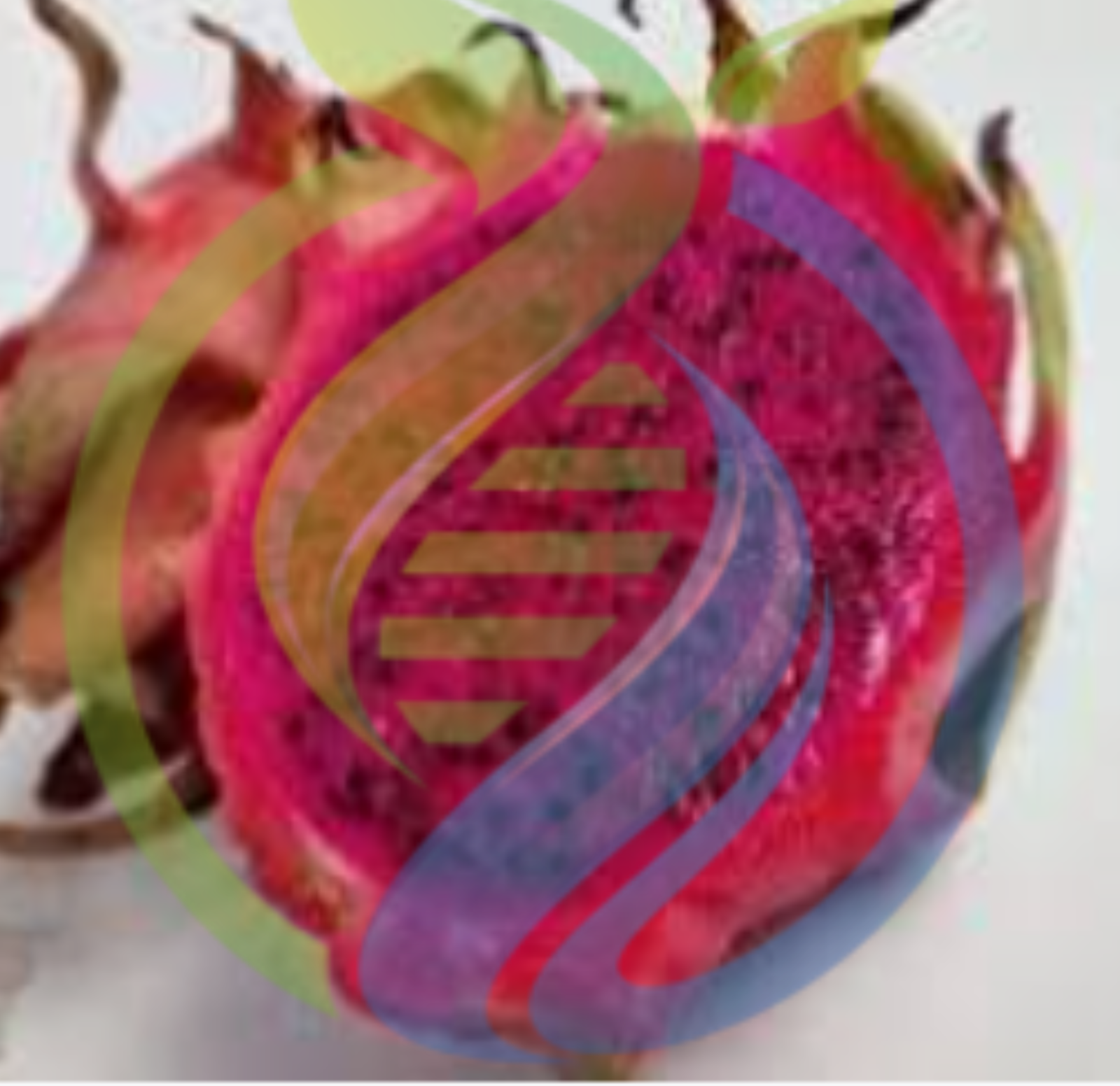 Rosa Dragonfruit Plant