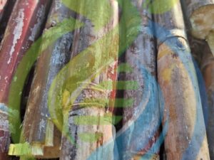 Sugarcane Cuttings