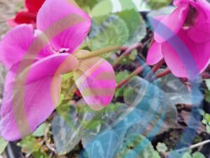 Cyclamen Pink Plant