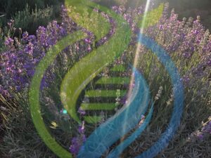 Munstead Lavender Plant