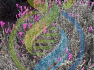 Pink French Lavender Plants