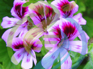 Rose Geranium Plant