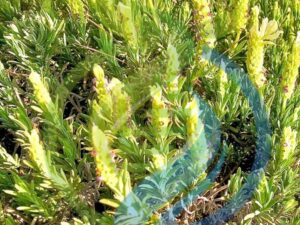 Yellow Lavender Plant