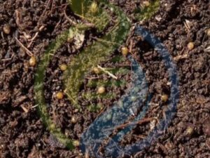 Worm castings