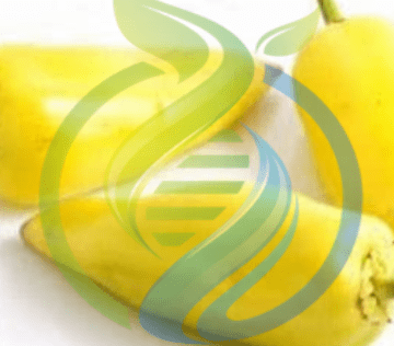 Hungarian Yellow Hot Wax pepper