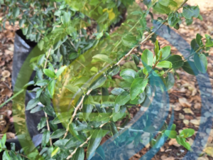 Kei Apple Tree