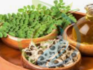 Moringa Tree and seed Special