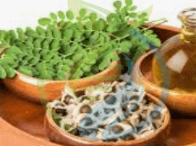 Moringa Tree and seed Special