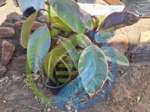 Rubberplant Variegated