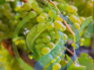 Sauvignon Blanc Wine Grape Vine