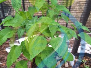Chocolate Habenero Plant
