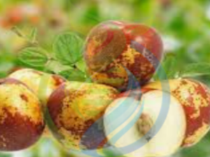 Jujube Seed