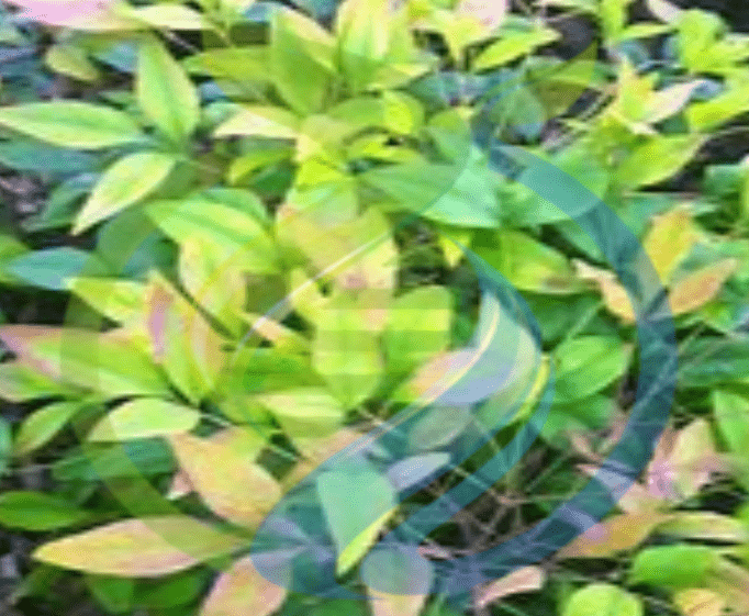 Sacred Bamboo seed